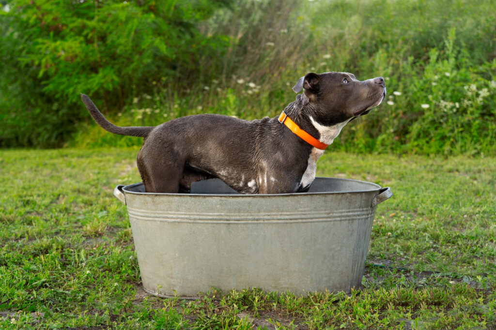 hydration for dogs