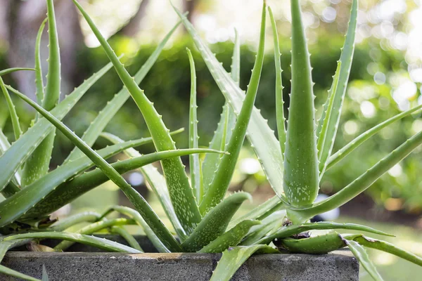 Aloe Vera houseplant