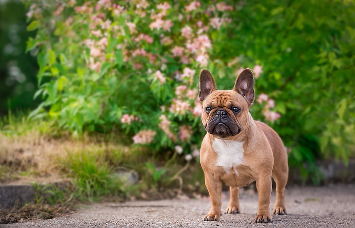 French Bulldog dog breed