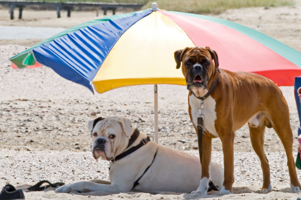 Heatstroke vs Heat Exhaustion in Dogs