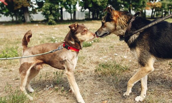 how to introduce dogs to each other