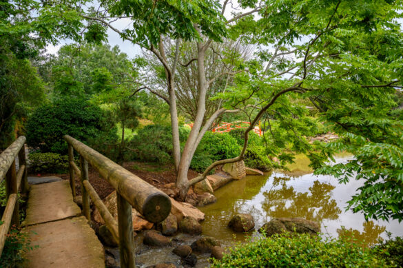 woodland garden