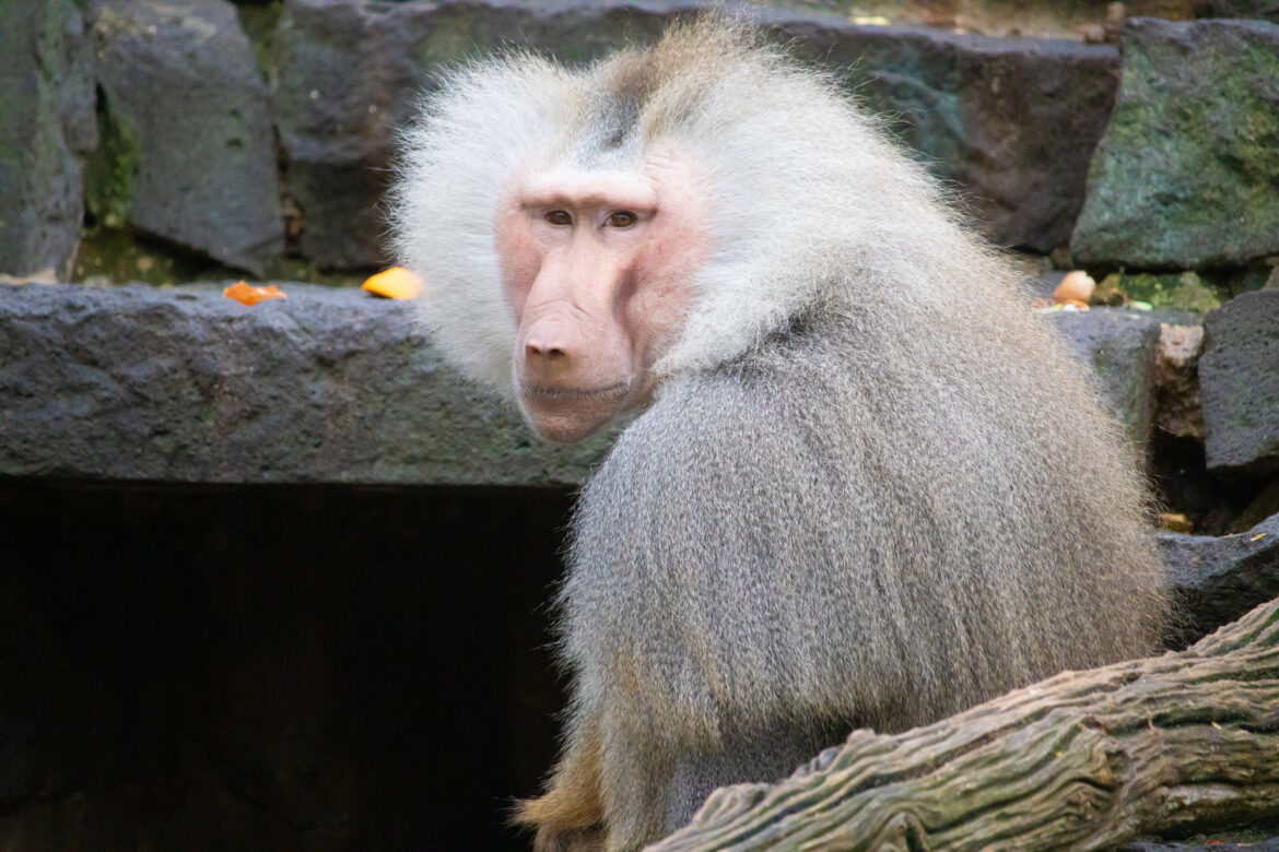 Everything You Need to Know About Albino Monkeys