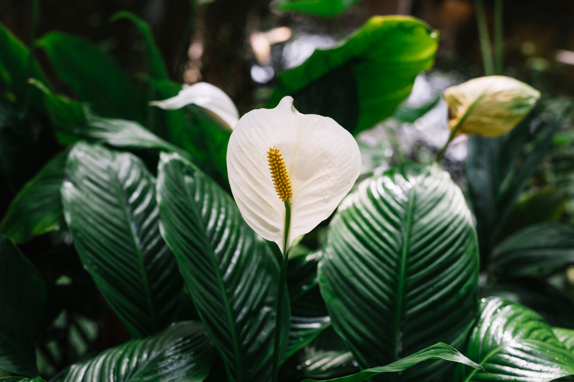 Peace Lily