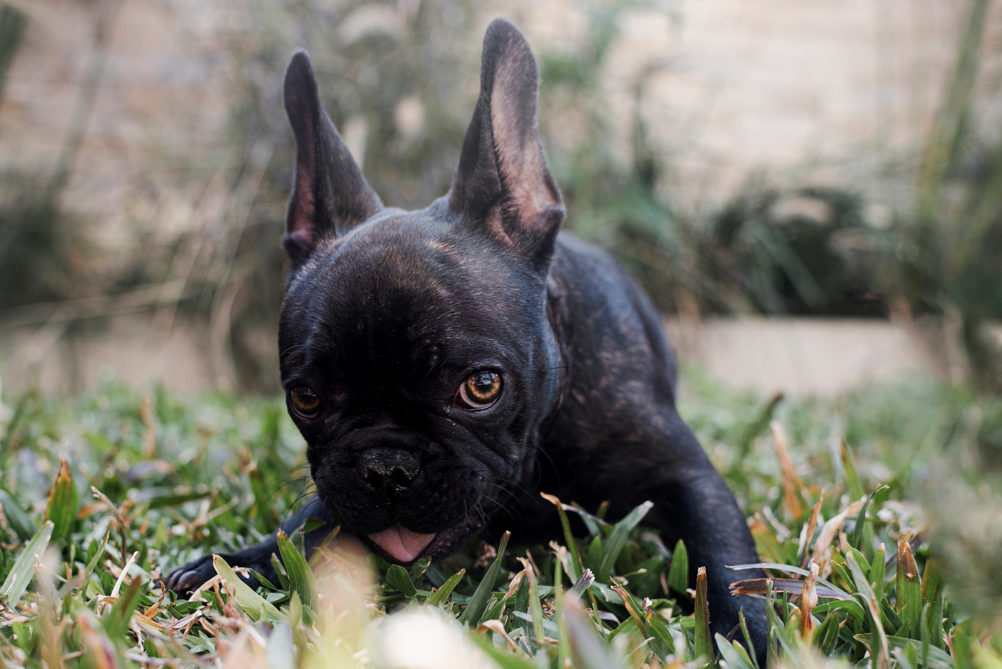 Mexican Hairless Dog