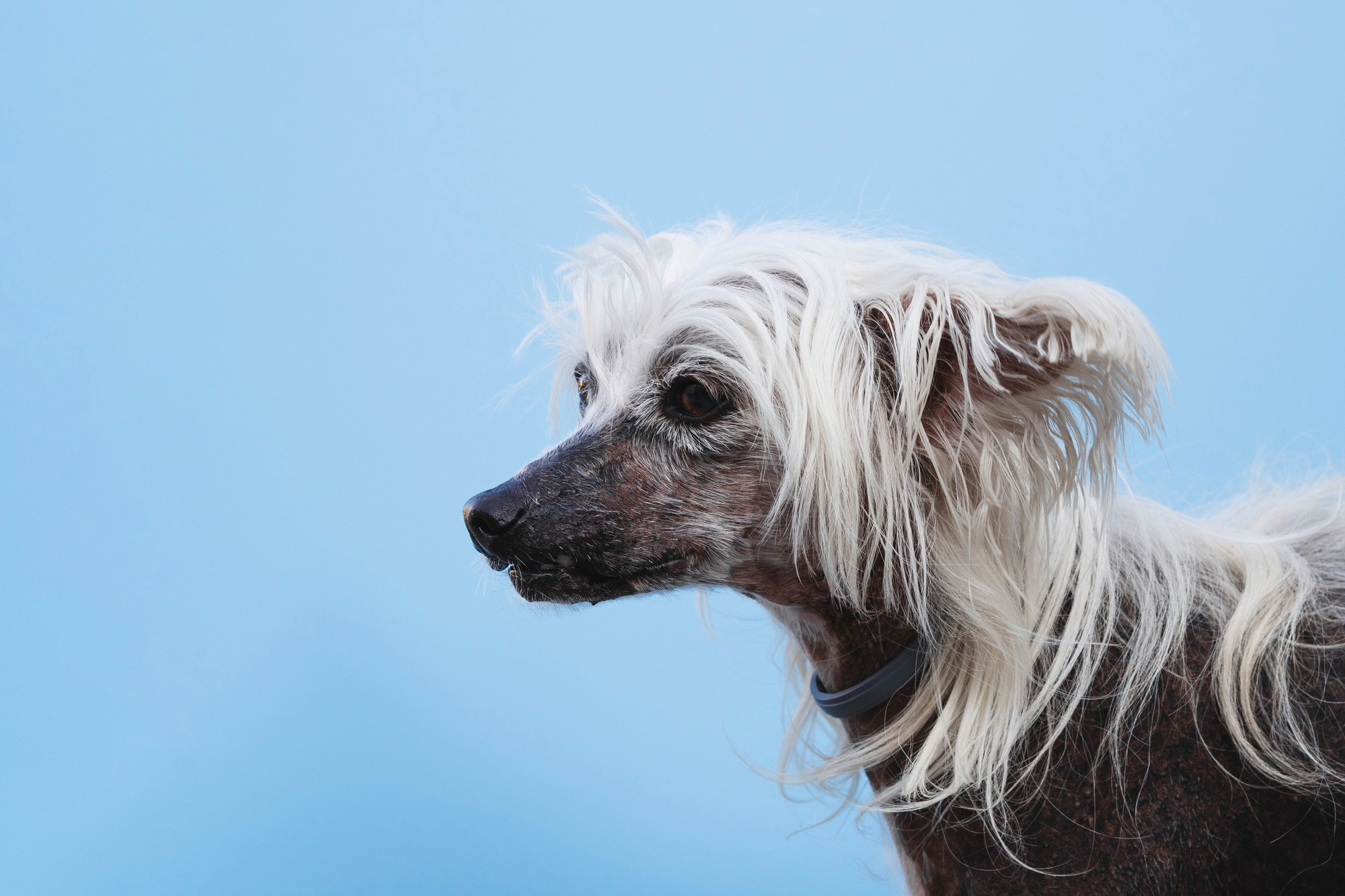 Chinese Crested