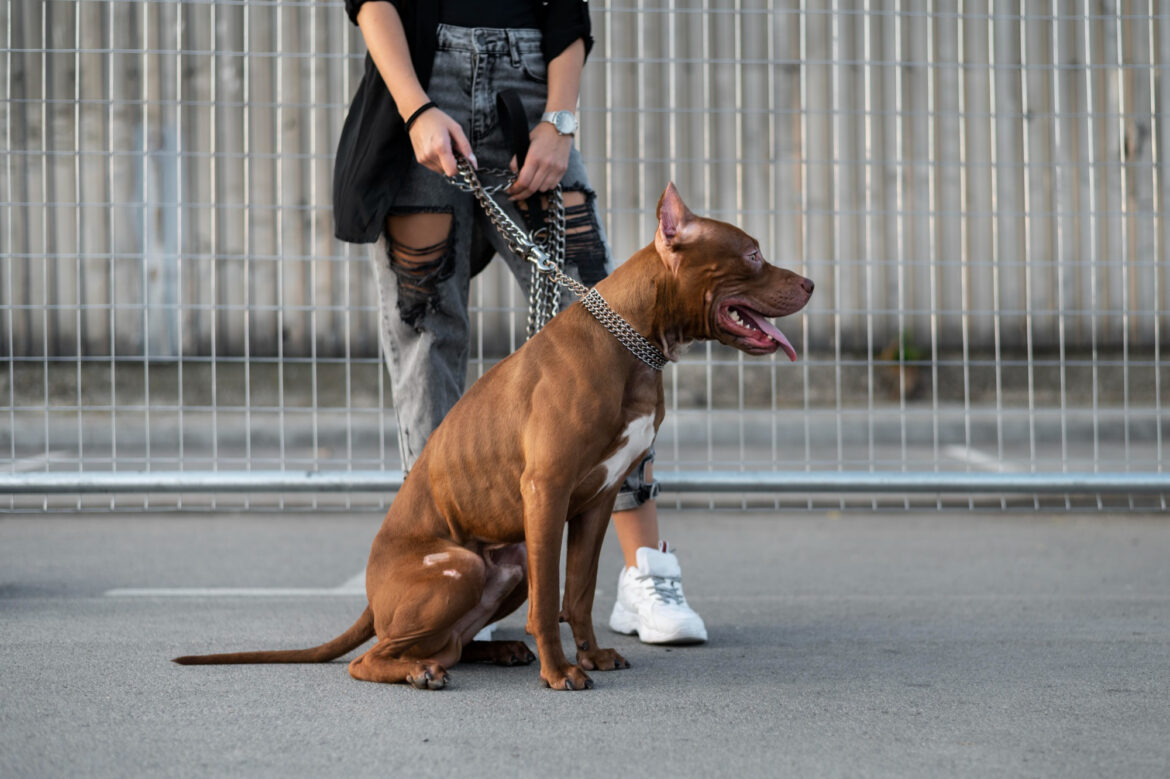 common guide dog breeds