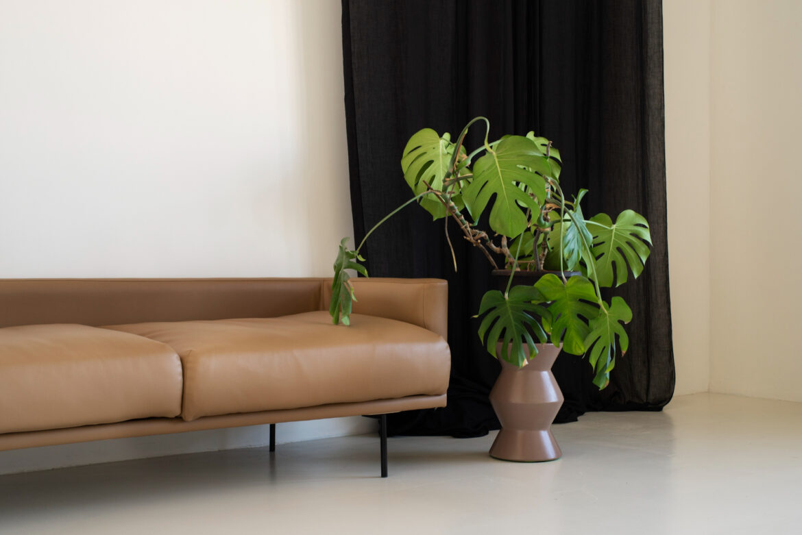 Low-Light Indoor Plants