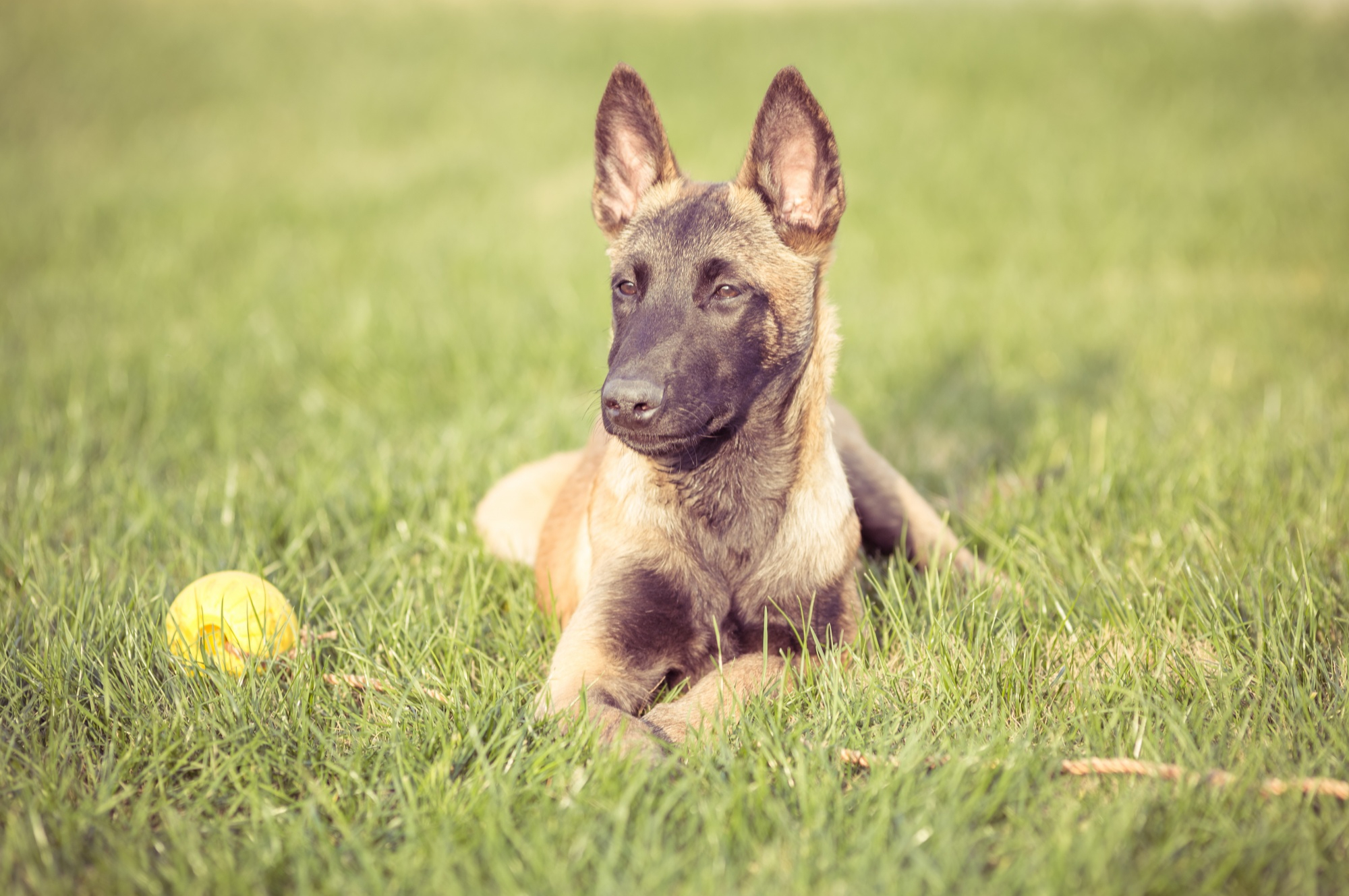 American Hairless Terrier