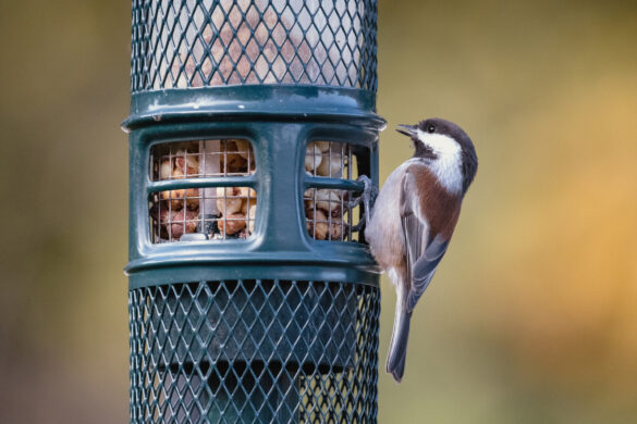 best bird feeders for cardinals