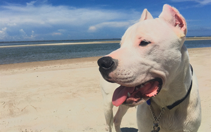 Dogo Argentino