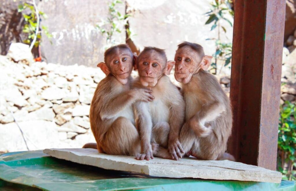 Everything You Need to Know About Albino Monkeys - BlogPro.Co.Uk