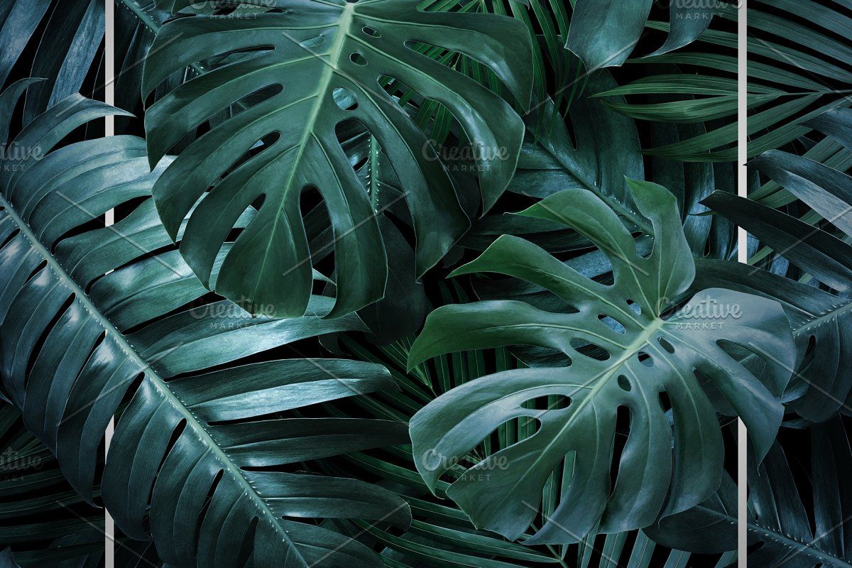 Philodendron