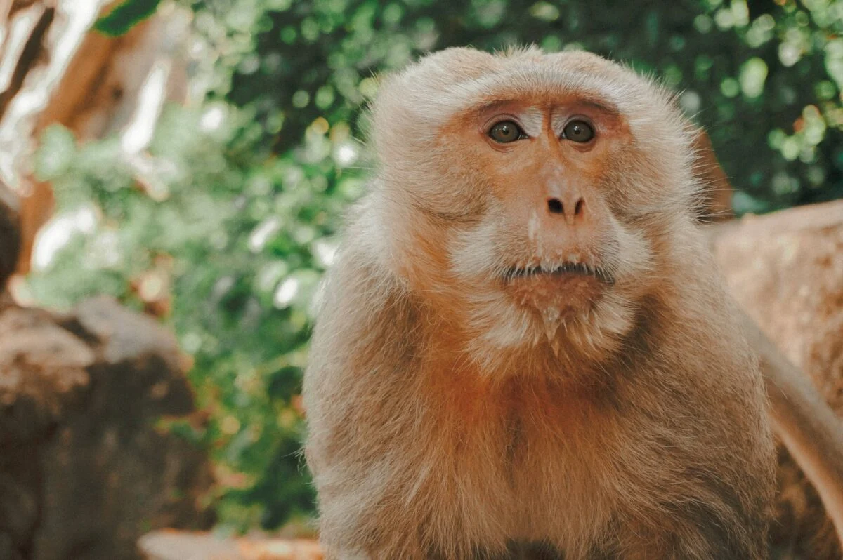 Everything You Need to Know About Albino Monkeys - BlogPro.Co.Uk