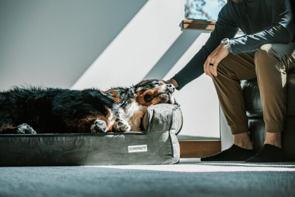 pet euthanasia
