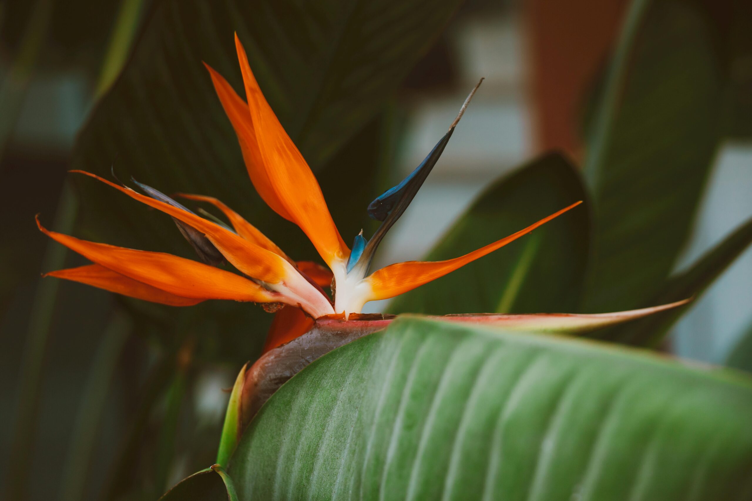 Bird of Paradise