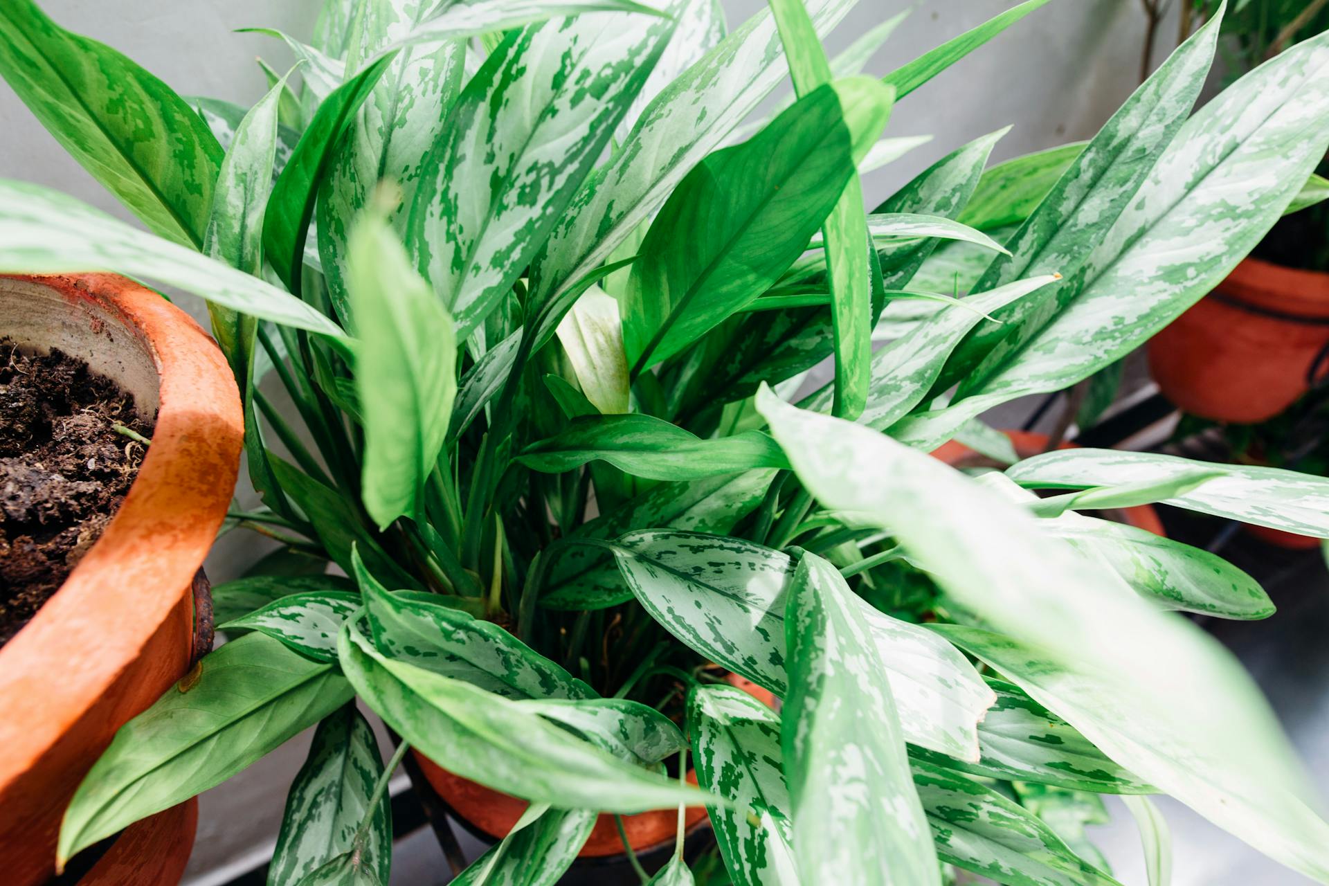 Chinese Evergreen