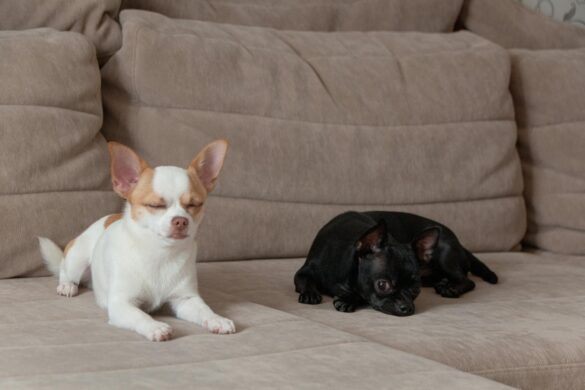 hairless dog breeds
