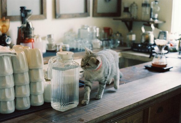 keep your cat off the kitchen counter