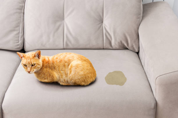 Tackle Pet Stains Quickly