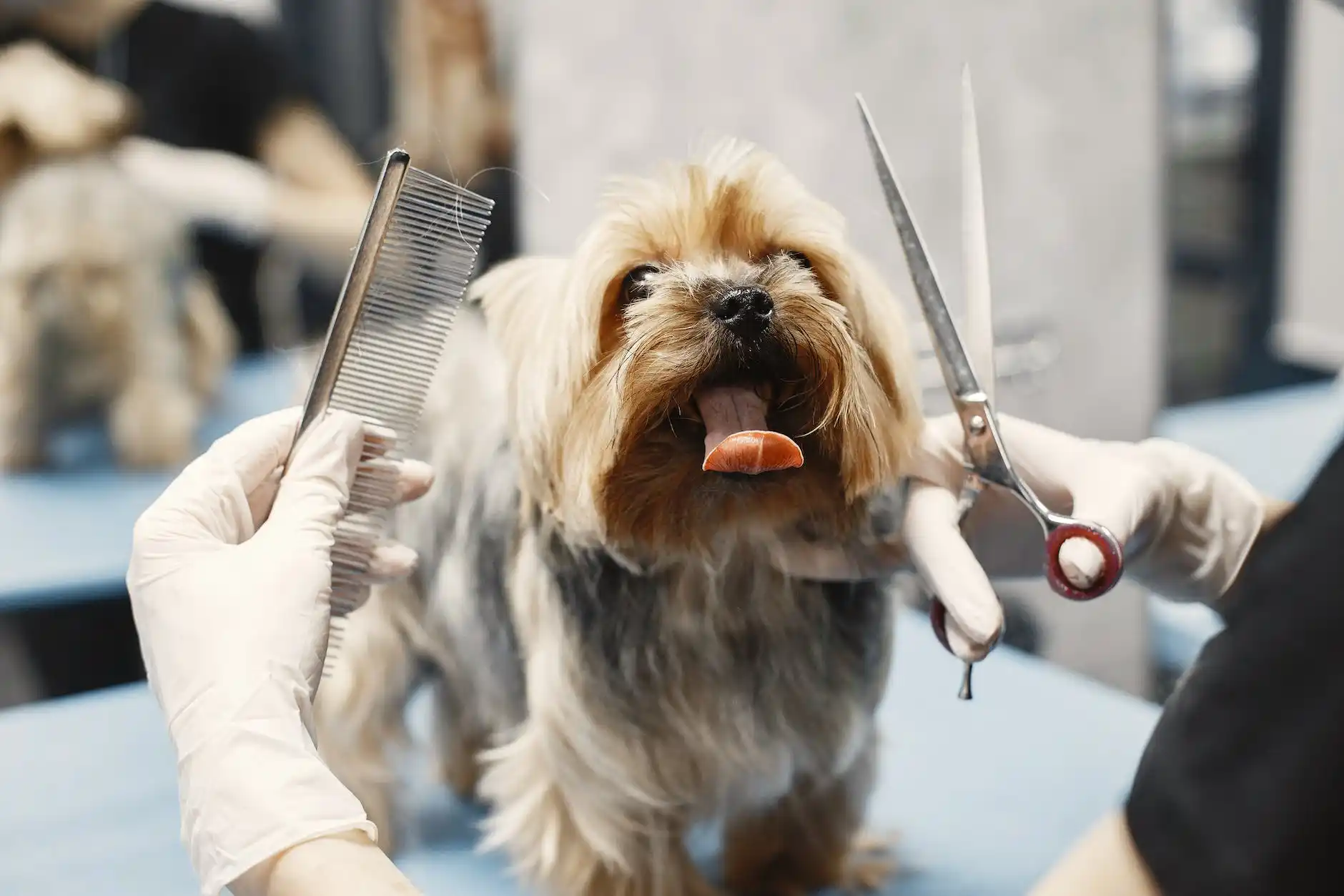 Regular Grooming for Your Pet